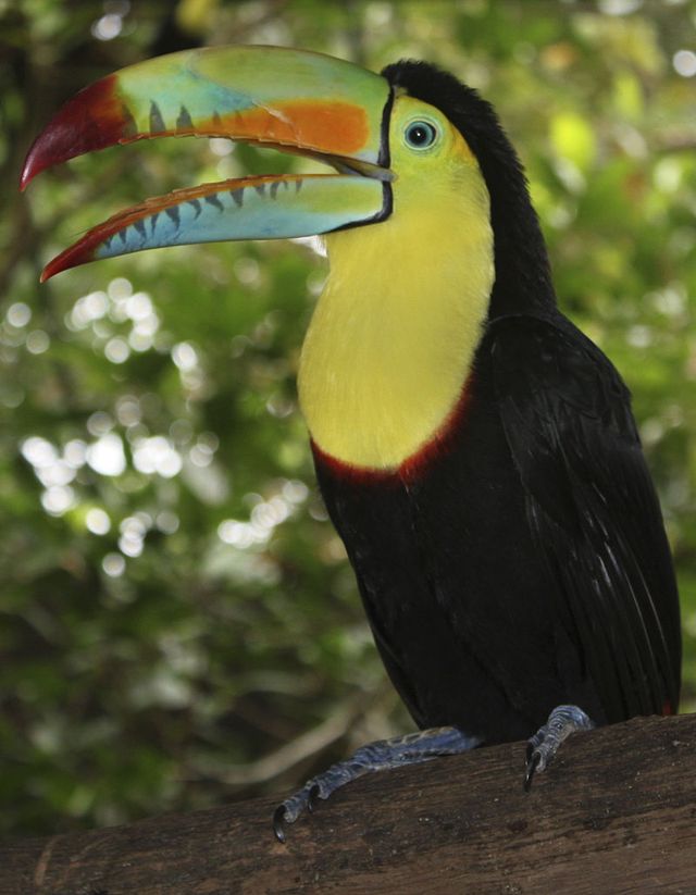 The Keel-Billed Toucan, the National Bird of Belize